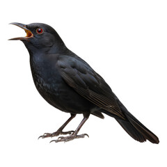 Obraz premium Singing passerine isolated displaying detailed plumage against a plain setting creating stunning