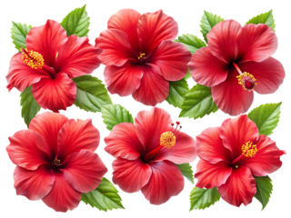 set of tropical red hibiscus flowers isolated on white or transparent background, cutout, PNG, generated AI