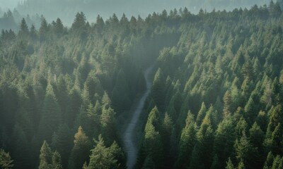 An aerial view of a dense forest with a winding path disappearing into the distance