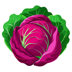 Obraz premium Vibrant red cabbage with fresh green outer leaves, perfect for healthy eating campaigns and culinary ingredient displays, adds a colorful touch to nutrition focused designs