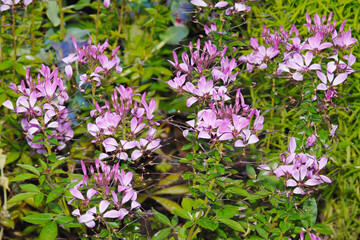 
 Hassler-Spinnenpflanze, Cleome guaranitica