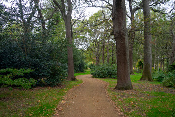 Autumn leaves blanket the forest floor in vibrant red, orange, and yellow tones. Sunlight filters softly through the trees, creating a warm, golden glow