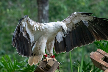 the white-breasted sea eagle flapped its wings
