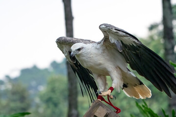 the white-breasted sea eagle flapped its wings