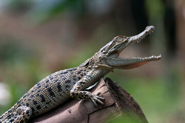Baby crocodile with mouth open on a tree branch