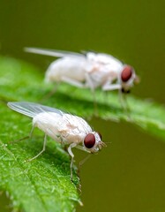 Two white flies on a green leaf