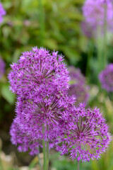 Zierlauch,  Allium giganteum, Sorten, Arten