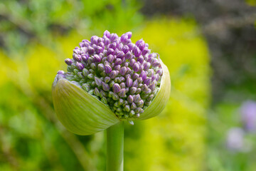Zierlauch,  Allium giganteum, Sorten, Arten