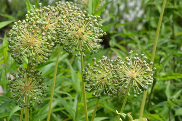 Zierlauch,  Allium giganteum, Sorten, Arten © Peter Oetelshofen