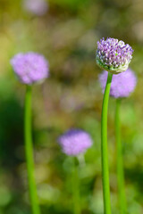 Zierlauch,  Allium giganteum, Sorten, Arten