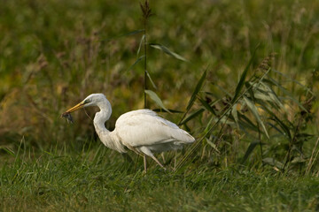 Czapla Biała (Ardea alba) na polowaniu