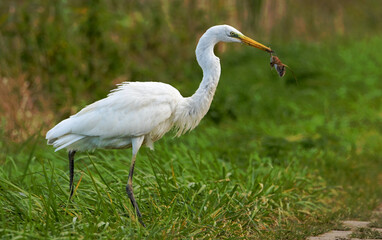 Czapla Biała (Ardea alba) na polowaniu