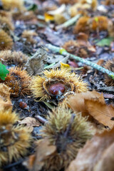 Autumn leaves blanket the forest floor in vibrant red, orange, and yellow tones. Sunlight filters softly through the trees, creating a warm, golden glow