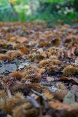 Autumn leaves blanket the forest floor in vibrant red, orange, and yellow tones. Sunlight filters softly through the trees, creating a warm, golden glow