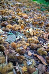 Autumn leaves blanket the forest floor in vibrant red, orange, and yellow tones. Sunlight filters softly through the trees, creating a warm, golden glow