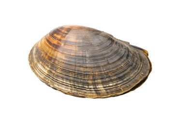 A beautifully textured clam shell resting on a bright white surface showcasing its natural elegance
