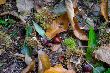Autumn leaves blanket the forest floor in vibrant red, orange, and yellow tones. Sunlight filters softly through the trees, creating a warm, golden glow