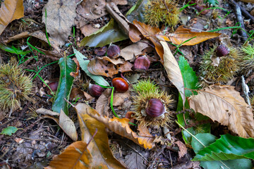 Autumn leaves blanket the forest floor in vibrant red, orange, and yellow tones. Sunlight filters softly through the trees, creating a warm, golden glow