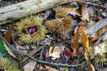 Autumn leaves blanket the forest floor in vibrant red, orange, and yellow tones. Sunlight filters softly through the trees, creating a warm, golden glow