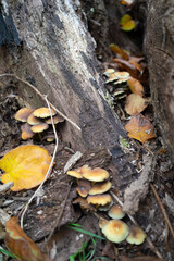 Autumn leaves blanket the forest floor in vibrant red, orange, and yellow tones. Sunlight filters softly through the trees, creating a warm, golden glow