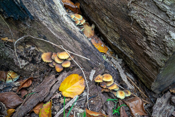 Autumn leaves blanket the forest floor in vibrant red, orange, and yellow tones. Sunlight filters softly through the trees, creating a warm, golden glow
