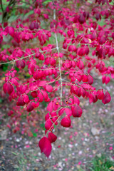 Autumn leaves blanket the forest floor in vibrant red, orange, and yellow tones. Sunlight filters softly through the trees, creating a warm, golden glow