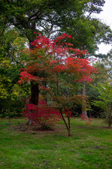Autumn leaves blanket the forest floor in vibrant red, orange, and yellow tones. Sunlight filters softly through the trees, creating a warm, golden glow