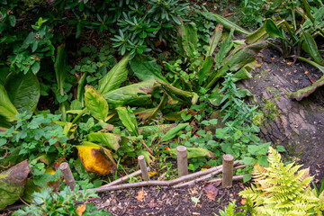 Autumn leaves blanket the forest floor in vibrant red, orange, and yellow tones. Sunlight filters softly through the trees, creating a warm, golden glow.