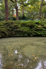 Autumn leaves blanket the forest floor in vibrant red, orange, and yellow tones. Sunlight filters softly through the trees, creating a warm, golden glow.