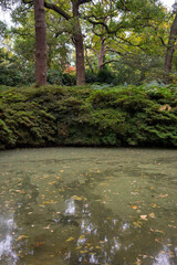 Autumn leaves blanket the forest floor in vibrant red, orange, and yellow tones. Sunlight filters softly through the trees, creating a warm, golden glow.