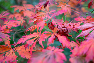 Autumn leaves blanket the forest floor in vibrant red, orange, and yellow tones. Sunlight filters softly through the trees, creating a warm, golden glow.