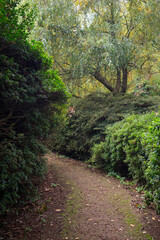 Autumn leaves blanket the forest floor in vibrant red, orange, and yellow tones. Sunlight filters softly through the trees, creating a warm, golden glow.