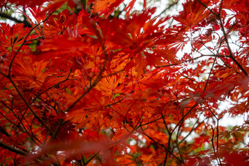Autumn leaves blanket the forest floor in vibrant red, orange, and yellow tones. Sunlight filters softly through the trees, creating a warm, golden glow.