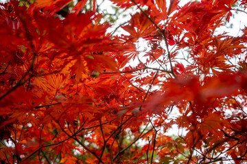 Autumn leaves blanket the forest floor in vibrant red, orange, and yellow tones. Sunlight filters softly through the trees, creating a warm, golden glow.