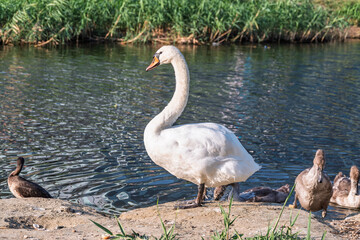 Wild swans with their offspring on a pond in the reeds. Incredibly beautiful nature and birds.