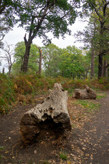 Autumn leaves blanket the forest floor in vibrant red, orange, and yellow tones. Sunlight filters softly through the trees, creating a warm, golden glow.