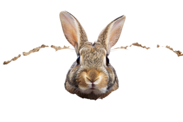 A curious rabbit peeks from its burrow in a sunlit field during a bright afternoon isolated on transparent background