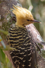 Vibrant Blond-crested Woodpecker (Celeus flavescens) perched on a tree. Striking yellow head and crest, black barred plumage, wild bird in nature.