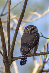 Ferruginous Pygmy Owl (Glaucidium brasilianum) perched on a branch. One of the world's smallest owls, with striking false eye spots on its nape. Wild bird.