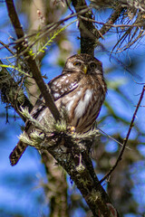 Ferruginous Pygmy Owl (Glaucidium brasilianum) perched on a branch. One of the world's smallest owls, with striking false eye spots on its nape. Wild bird.