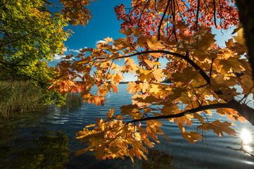 A landscape capturing the bright autumn sun through the branches of a maple tree with orange and yellow leaves. 