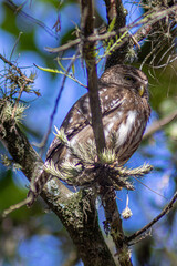 Ferruginous Pygmy Owl (Glaucidium brasilianum) perched on a branch. One of the world's smallest owls, with striking false eye spots on its nape. Wild bird.