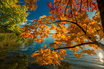 A landscape capturing the bright autumn sun through the branches of a maple tree with orange and yellow leaves. 