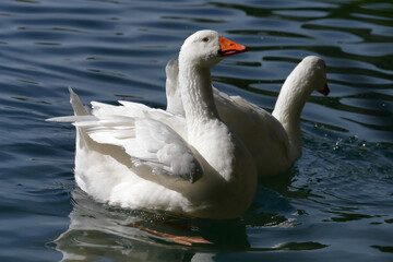 Two White Geese on Water Spreading Wings