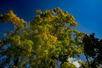 A bottom-up shot showing the large canopy of a tree with foliage in the transitional phase of autumn: shades of bright green blend with yellow and gold.
