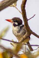White-eared Puffbird (Nystalus chacuru) perched motionless on a branch. This plump, brown bird has a large orange bill and a distinctive white ear patch. Cerrado bird.