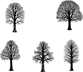 Leafless tree silhouette collection with unique branching patterns for winter design, nature artwork, botanical reference, and seasonal vector illustration