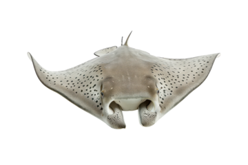 Elegant stingray gliding gracefully beneath the surface in a serene ocean setting isolated on transparent background