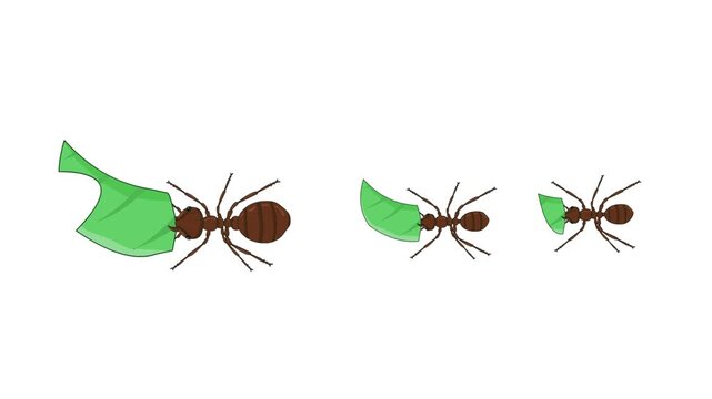 Animated video of a group of ants walking and carrying leaves on a white background, art, insect, cartoon.