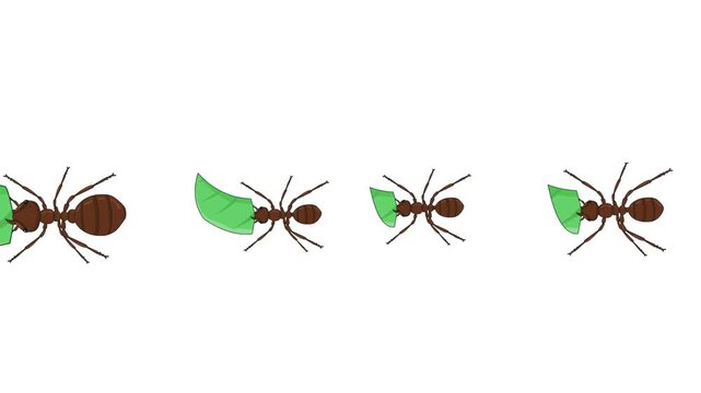 Animated video of a group of ants walking and carrying leaves on a white background, art, insect, cartoon, 2D.
